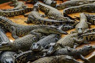 【画像・閲覧注意】ワニ40匹に襲われた男、噛みちぎられて死亡...血まみれの現場