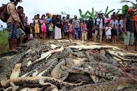 インドネシア、住民死亡の敵討ちでワニ292匹を虐殺　一番怖いのはヒトだった