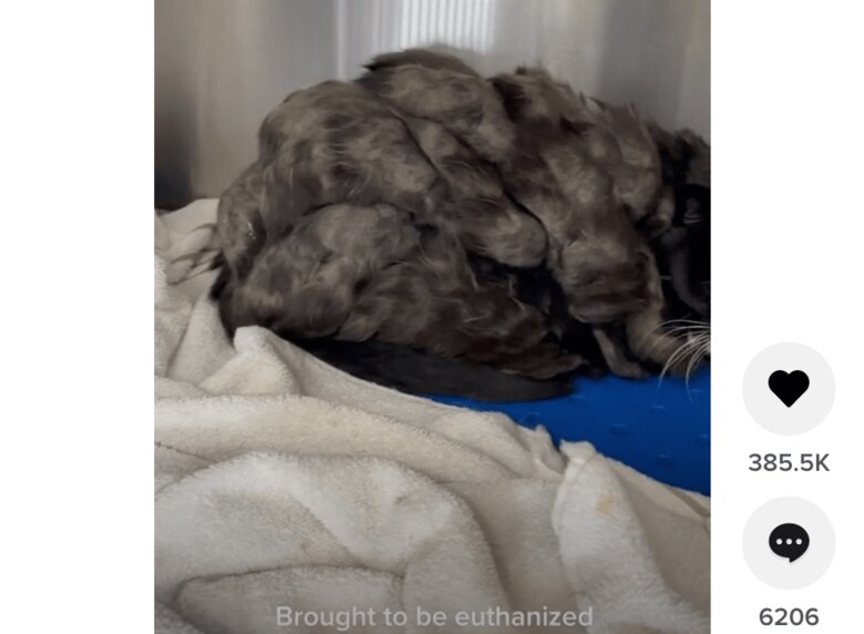 この毛の塊は何？　thevetsoapbox/TikTok