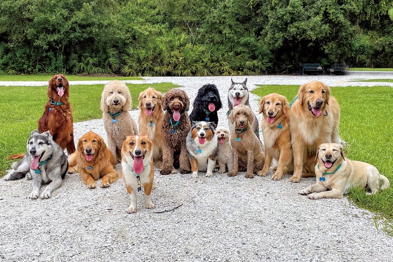 姿形も得手不得手も大きく異なる犬たちだが、差異は意外に小さい　MEAGHANBROWNING/GETTY IMAGES