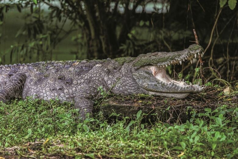 不法移民対策として河川に爬虫類を放つという　AP/AFLO