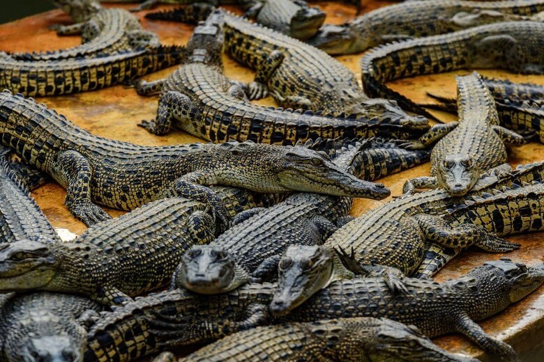 （写真はイメージです）　Asep Rizki Nugraha-Shutterstock