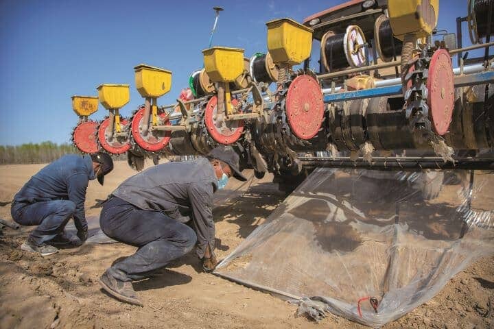 中国政府の少数民族弾圧に対して、主要国は取り組みを強化する構えだ（新疆の綿花農場で作業する男性） AP/AFLO