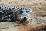 ワニに襲われた男性、水中に引きずり込まれ死亡...その後、遺体で発見