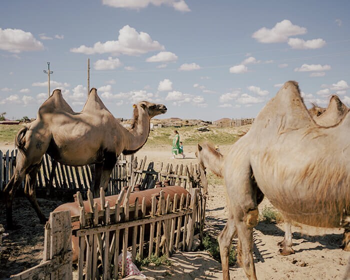アティラウ州の町イサタイではラクダの飼育が重要な生計の手段となっている