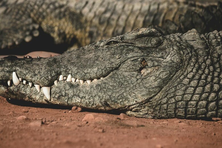 「信じられない光景」フロリダでワニが大型犬を運ぶ姿（写真はイメージです）　 Jack Walker-Unsplash