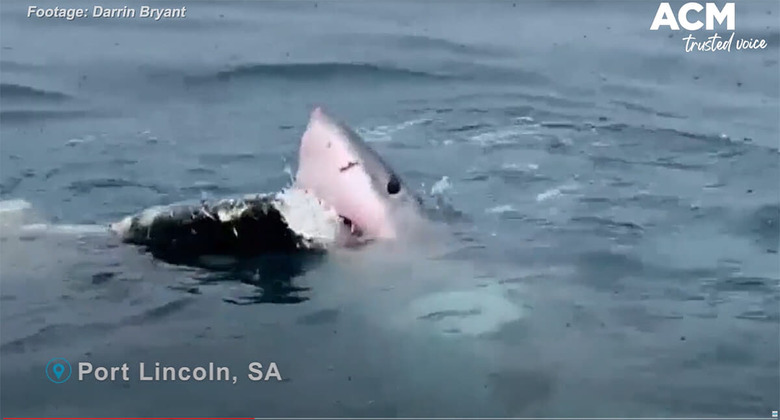 Australian Community Media-YouTube