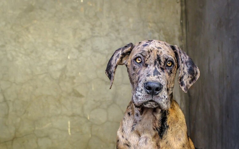 保護犬の中には虐待を受けた犬も（写真はイメージです）　Daniel Kandie-Unsplash