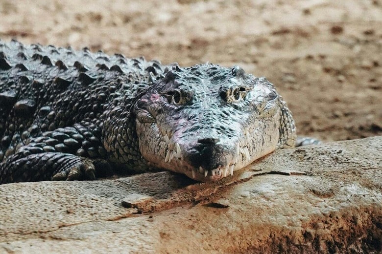 釣り中の男性がワニに襲われ死亡...水中に引きずり込まれ遺体で発見（写真はイメージです）　Chris Lawton-Unsplash
