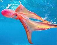 カラフルなマントをまとうタコがグレートバリアリーフで見つかる