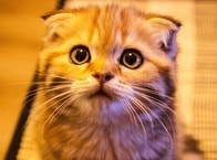 垂れ耳猫のスコフォがこの世から消える！？　動物愛護団体から残酷との声