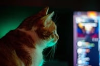 【動画】オリンピックをTV観戦の猫、カーリングの「あの動作」で勝利に貢献？
