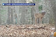 2度見するしかない　ハマってしまった動物たちの異様な姿...　