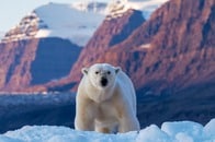 なぜ？ 温暖化で海氷が減少するなか、ホッキョクグマの栄養状態が近年「改善」していたと判明