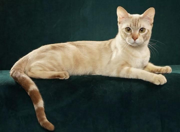 2Australian Mist.jpg