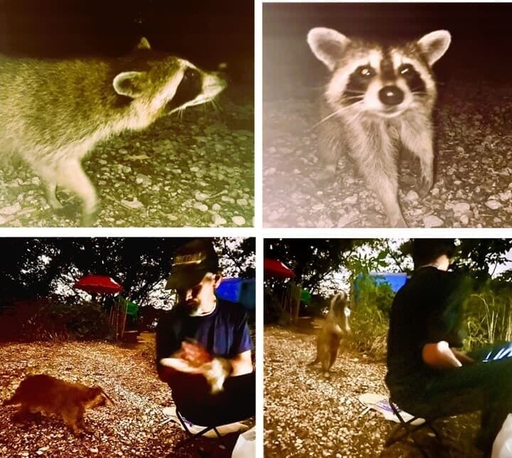 荒川のアライグマ