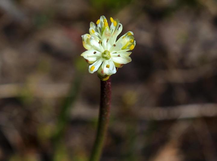 北アメリカの身近な植物が食虫植物だった　Credit: Danilo Lima