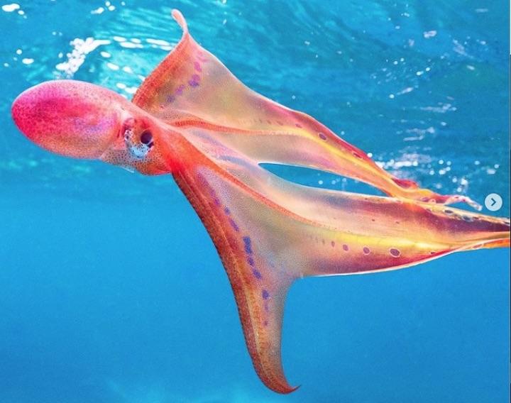 グレートバリアリーフで見つかることは極めて珍しいという......　Instagram @jacintashackleton