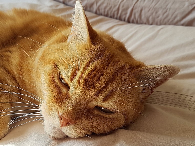 （写真はイメージです）　beanstalkaudio-Shutterstock