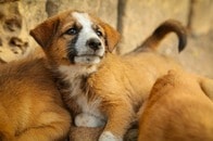 【動画】記録的な洪水でペットも被害に、動物愛護団体によって救出された子犬たち