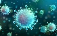 新型コロナウイルスは、長年にわたるヒト-ヒト感染で進化した可能性がある