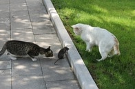 ネズミ被害に悩むワシントンDC、ストリート仕込みの秘密兵器を投入