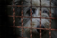 犬も鬱で死ぬ　捨てられたショックで心は修復不可能に