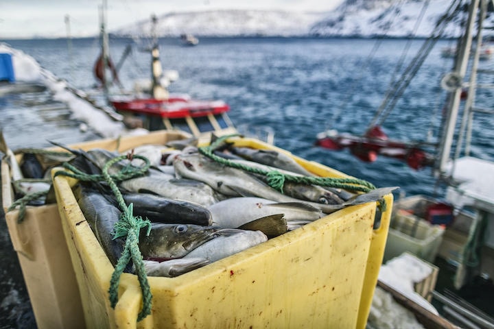 英国へのタラの供給を止めるとEU側は伝えている...... piola666 -iStock