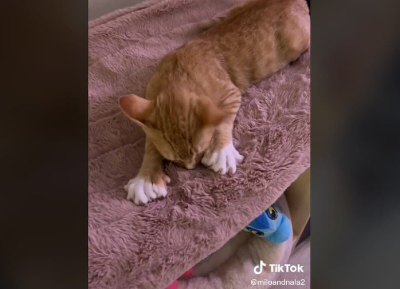 @miloandnala2/TikTok