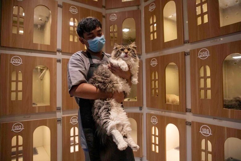 ジャカルタの猫専門ペットホテル（3月27日）　© Donal Husni/ZUMA Press Wire