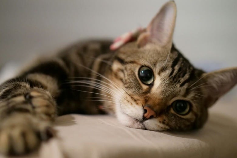 猫は障害を障害と思わない（写真はイメージです）　River Kao-Unsplash