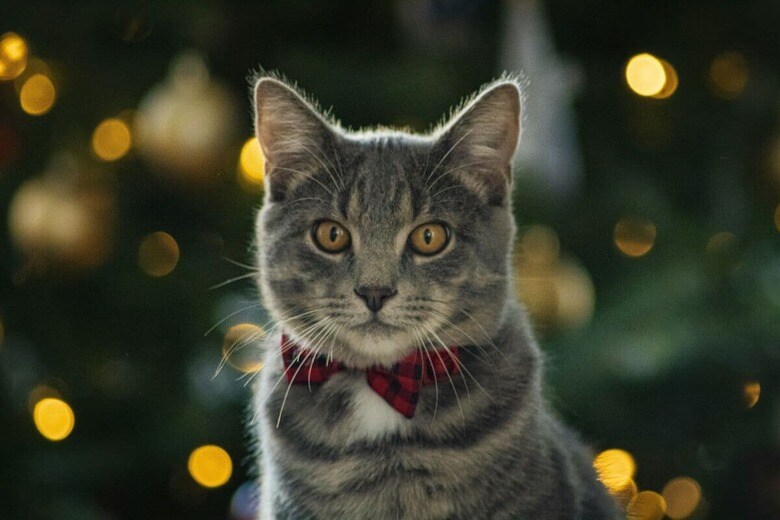 クリスマスは猫にとって危険がいっぱい（写真はイメージです）　Jason Mayer-Unsplash