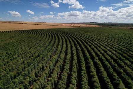 ブラジリア近郊のコーヒー農園で７月ドローン撮影。REUTERS/Adriano Machado