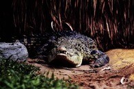 【動画】しつこい「ストーカーワニ」に住民震撼...家畜や鶏を食い荒らす