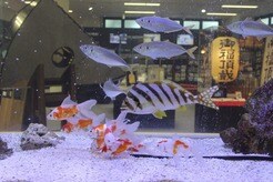 海水魚も淡水魚も一緒に飼育でき、水交換も不要...どこでも魚を養殖できる岡山理科大学の好適環境水