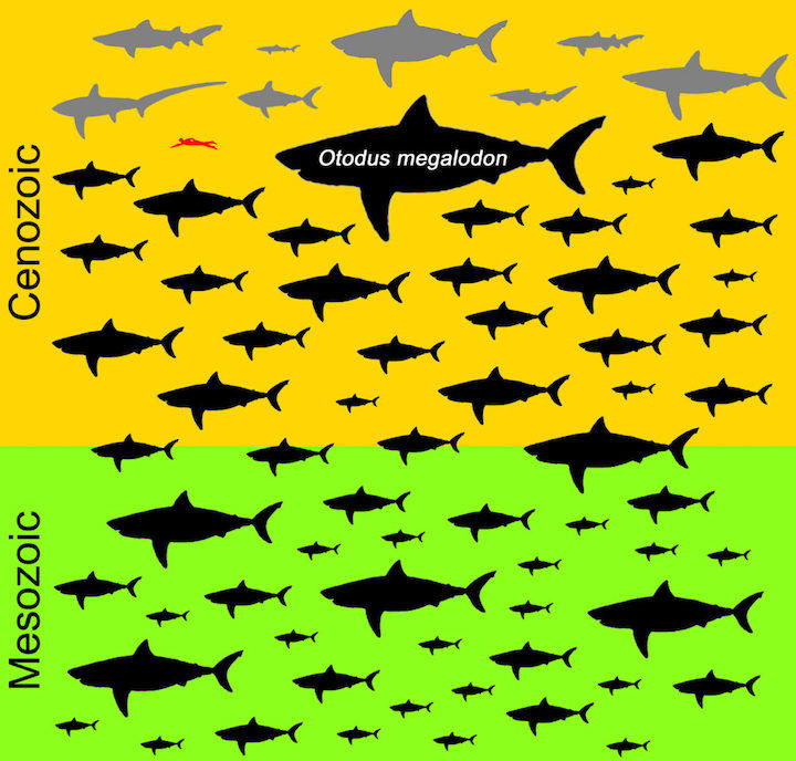 megalodon-sharksa.jpg