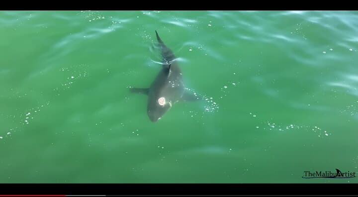 TheMalibuArtist-YouTube