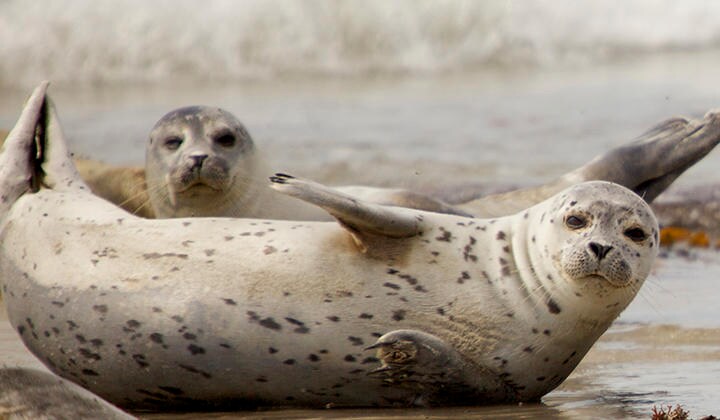 愛らしい見た目とは裏腹に凶暴な一面を持つハイイロアザラシ（写真はイメージです）　ThomasFluegge-iStock