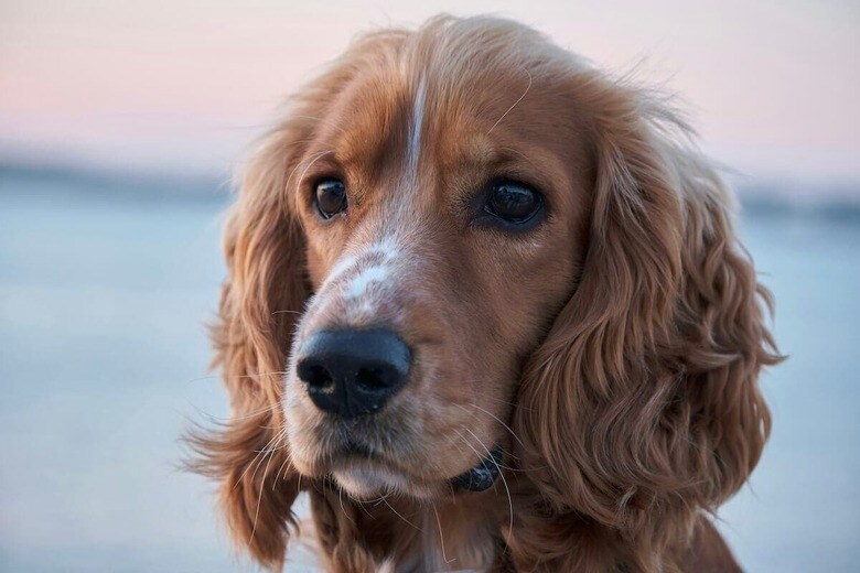 半年ぶりに再会した「お気に入りのおじさん」に、犬が見せた反応に世界が涙（写真はイメージです）　Andrey Che-Unsplash