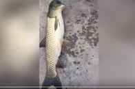 頭は鳥、体は魚！？　釣り針にかかった奇妙な生き物の正体は...