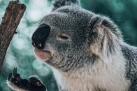 腹ぺこコアラ「クロード」が教えてくれた環境問題
