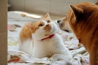 小さな猫に気を使いすぎの大型犬...「不平等なパワーバランス」にネット爆笑
