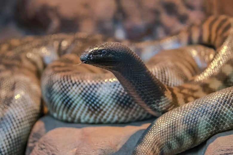 ズグロニシキヘビ　Ken Griffiths-Shutterstock