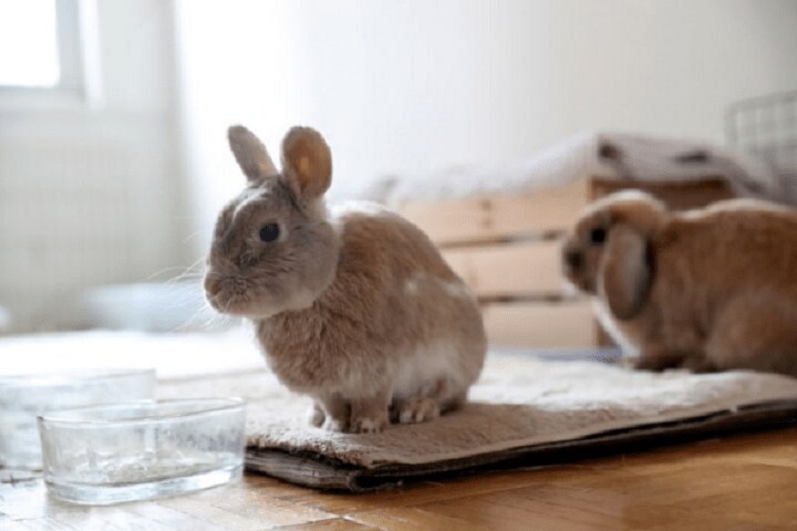 4月18日、カリフォルニア州は、イースター休暇後に大量のウサギが捨てられたり安楽死させられたりするのを防止するための法律を全米の州で初めて可決した。写真はレビットさんが引き取ったウサギの1匹。ＮＹで11日撮影（2019年　ロイター/Shannon Stapleton）