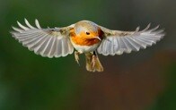 渡り鳥をナビゲートする「体内コンパス」の正体が明らかに