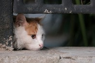 亡き妻の残した老猫が行方不明、打ちのめされた高齢の飼い主...続く展開に涙
