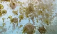 世界中の海岸を襲うクラゲに、科学者達が立ち上がった