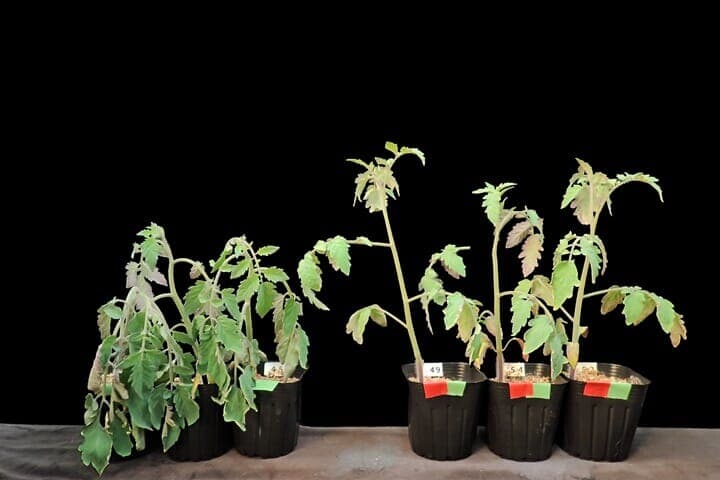 トマト苗での高温耐性試験