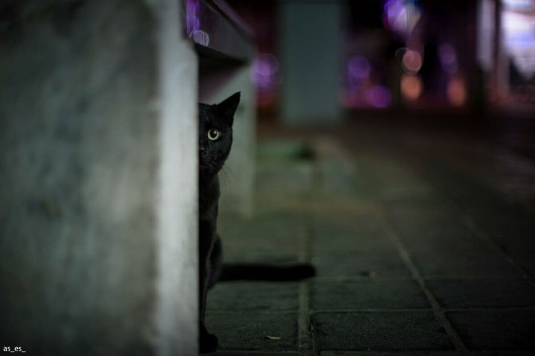 好奇心いっぱいの猫が発見したのは...（写真はイメージです）　Amir Esfahanian-Unsplash