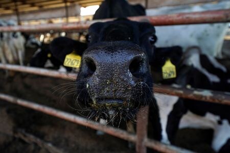 ５月２２日、米ミシガン州で、高病原性鳥インフルエンザ（Ｈ５Ｎ１）の人への新たな感染例が確認された。写真は２０１９年１０月、米カリフォルニア州ピクスリーで撮影した乳牛（２０２４年　ロイター／Mike Blake）